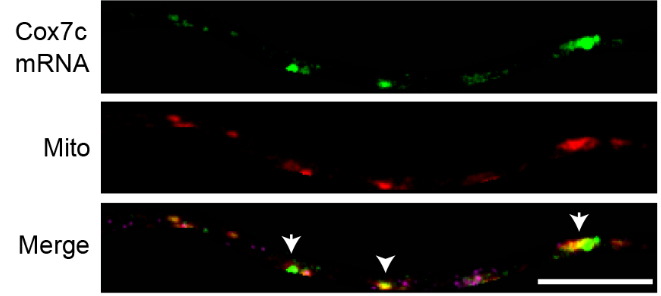 J Cell Science tweet media