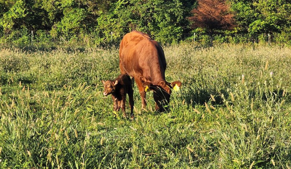 OTCedu's tweet photo. We welcome a new calf to the OTC family, born just this morning to her mother, Ruby. Congratulations, OTC Richwood Valley! #happybirthday https://t.co/4ciImbeJGp