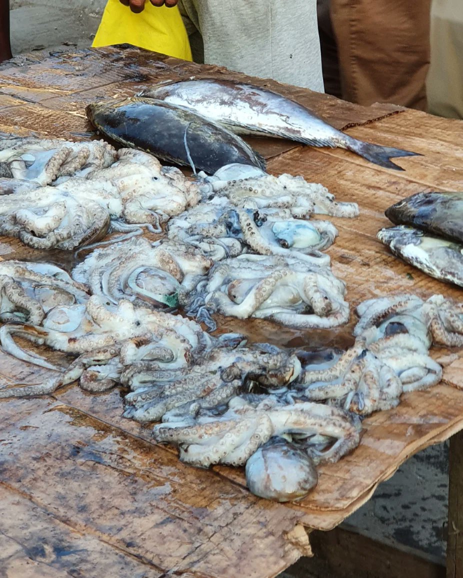 Discover_Msa's tweet photo. Octopus (pweza) and Squid/calamari (ngisi).
📍Likoni

The whole octopus is at kshs.150 while the pieces are kshs. 20 and the calamari is also kshs. 20.

#thestreetfoodofmombasa  #discovermombasa #discover001 https://t.co/6fUzuj8D49