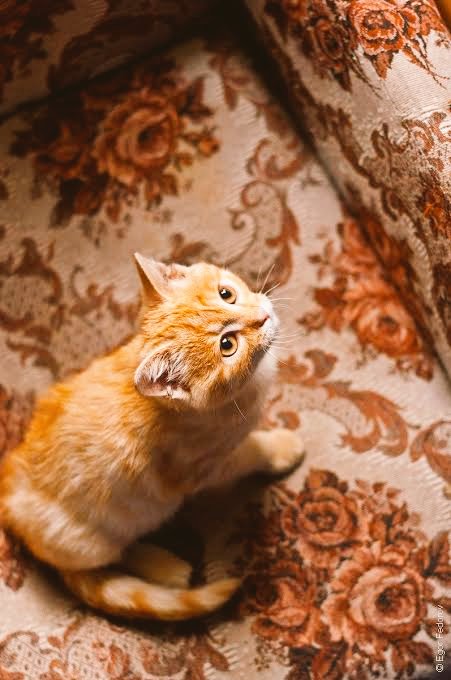 Descxlorida's tweet photo. Necesito estirar las patas...

🐾
  🐾
🐾
   👣
👣
   👣 https://t.co/iMKAzIx8Uq