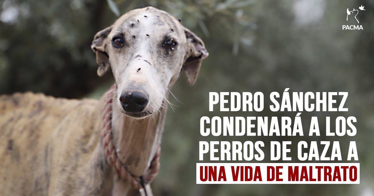 up_person's tweet photo. 🙏🙏🙏🙏🙏🙏🙏🙏
#24Septiembre #13Horas #Madrid delante #Congreso #PorFavor
Contra la decisión del @PSOE @gpscongreso @sanchezcastejon @M_Presidencia de sacar a los #PerrosDeCaza de la #LeyProteccionAnimal https://t.co/RqWPthezSA
