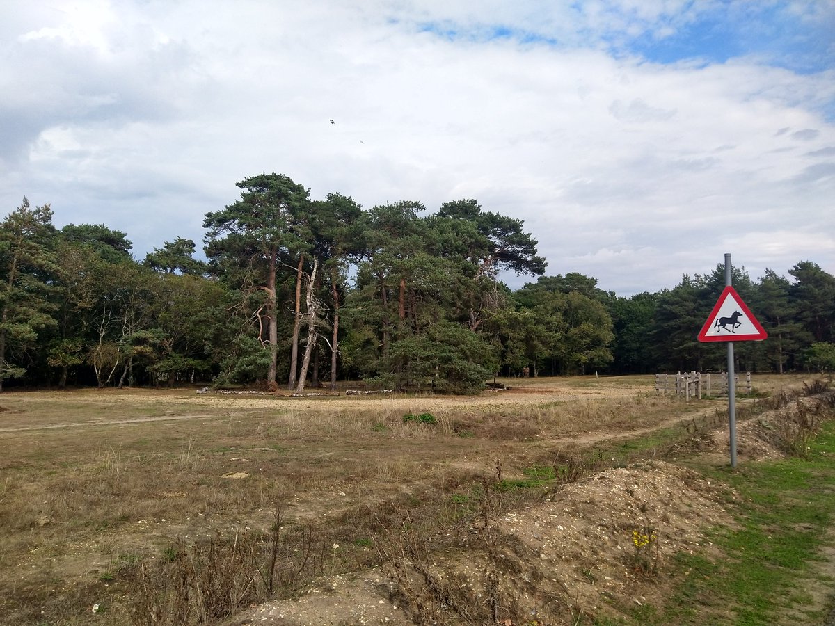 JennyA_Rawson's tweet photo. Good view of woodlark, followed by a display flight ๐ @suffolkwildlife #Knettishall #cyclebirding https://t.co/7CaCeEE7IL