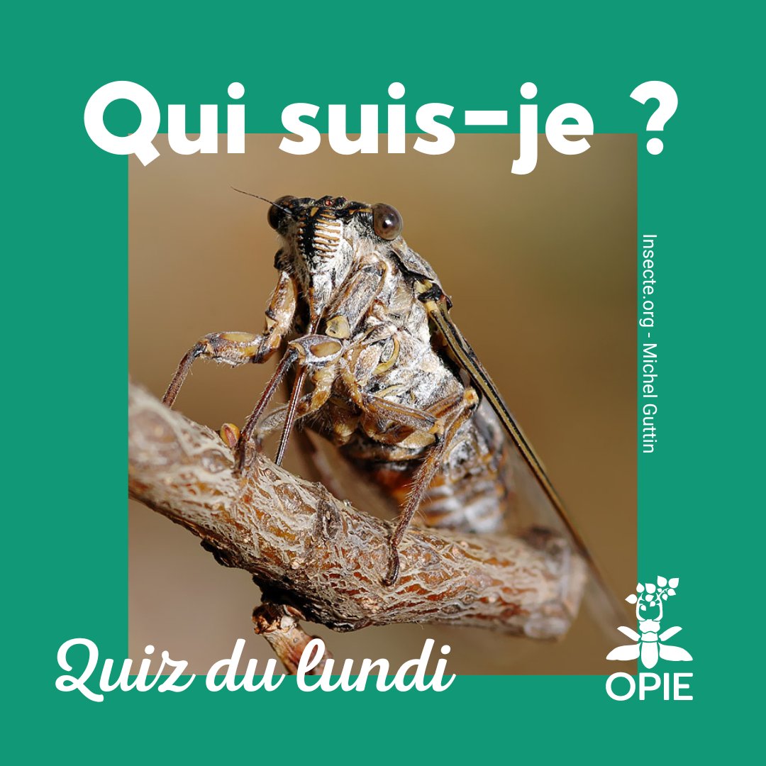 Opie_insectes's tweet photo. [#quiz du lundi] Qui suis-je ? 🧐  
Cet insecte est connu pour son chant dans le sud de la France.

🔎 Saurez-vous l’identifier ? 
👉 Rendez-vous demain pour voir la réponse !   
📸 https://t.co/66I1KKIyLn - Michel Guttin https://t.co/hIqcYP8gcB