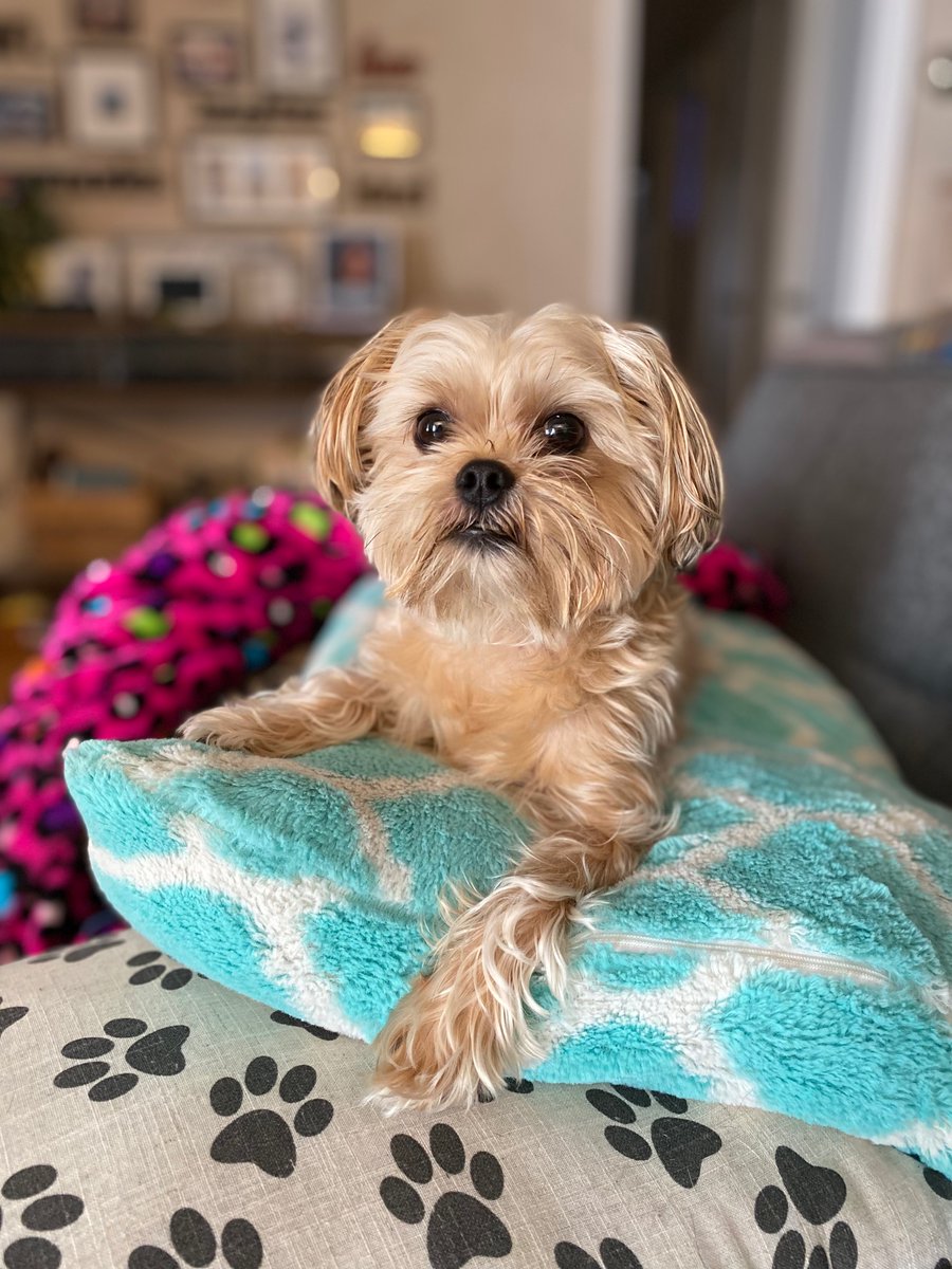 Z216Mel's tweet photo. Vote for my little guy, please! It’s free to vote! He’s a Browns fan!
https://t.co/2w7fxsujxk
#shorkie #clevelandbrowns #dawg #BAKERMAYFIELD #contest # https://t.co/EM7B5RrslJ