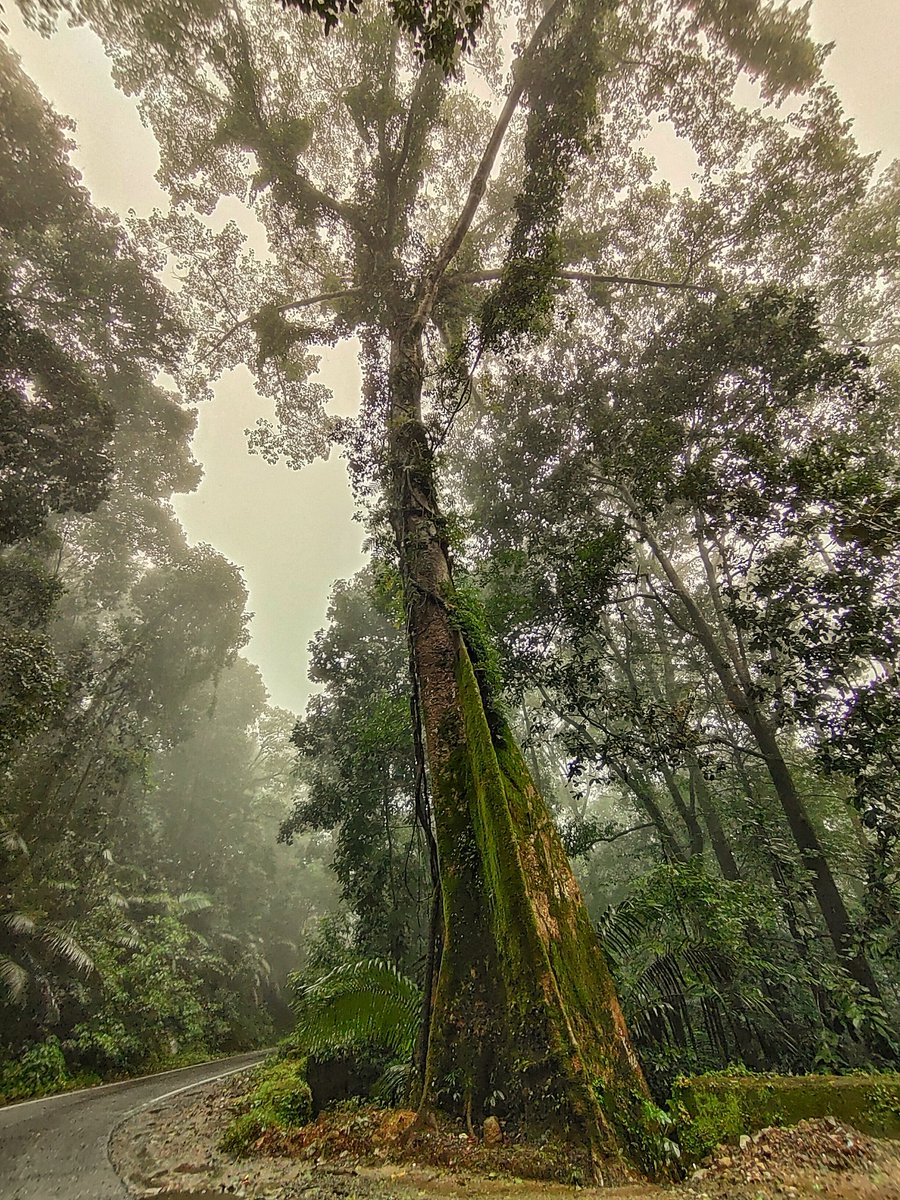 nkhsocial2015's tweet photo. The heart of rainforest! That giant tree at charmadi ghat symbolises the rainforest vegetation
#rainforest #monsoonrains #NaturePhotography #TwitterNaturePhotography #landscapephotography #forestpaths #nature #naturelovers #NatureBeauty #Monsoon2022 https://t.co/6f2Xz02EhB