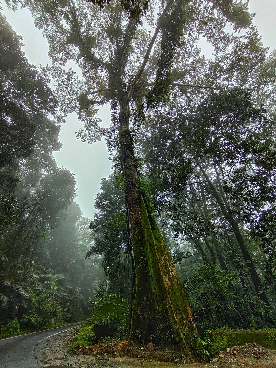nkhsocial2015's tweet photo. The heart of rainforest! That giant tree at charmadi ghat symbolises the rainforest vegetation
#rainforest #monsoonrains #NaturePhotography #TwitterNaturePhotography #landscapephotography #forestpaths #nature #naturelovers #NatureBeauty #Monsoon2022 https://t.co/6f2Xz02EhB