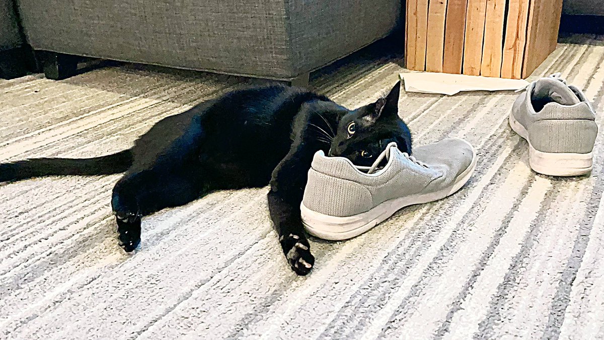 You Are Looking Live tweet media