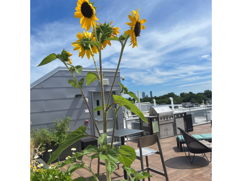 e3apts's tweet photo. Don't let the Monday blues get to you! Enjoy the break on the Eco rooftop and check out the sunflowers! #e3aparts #allston #urbangarden #flowers https://t.co/Gsipfp7Ts1