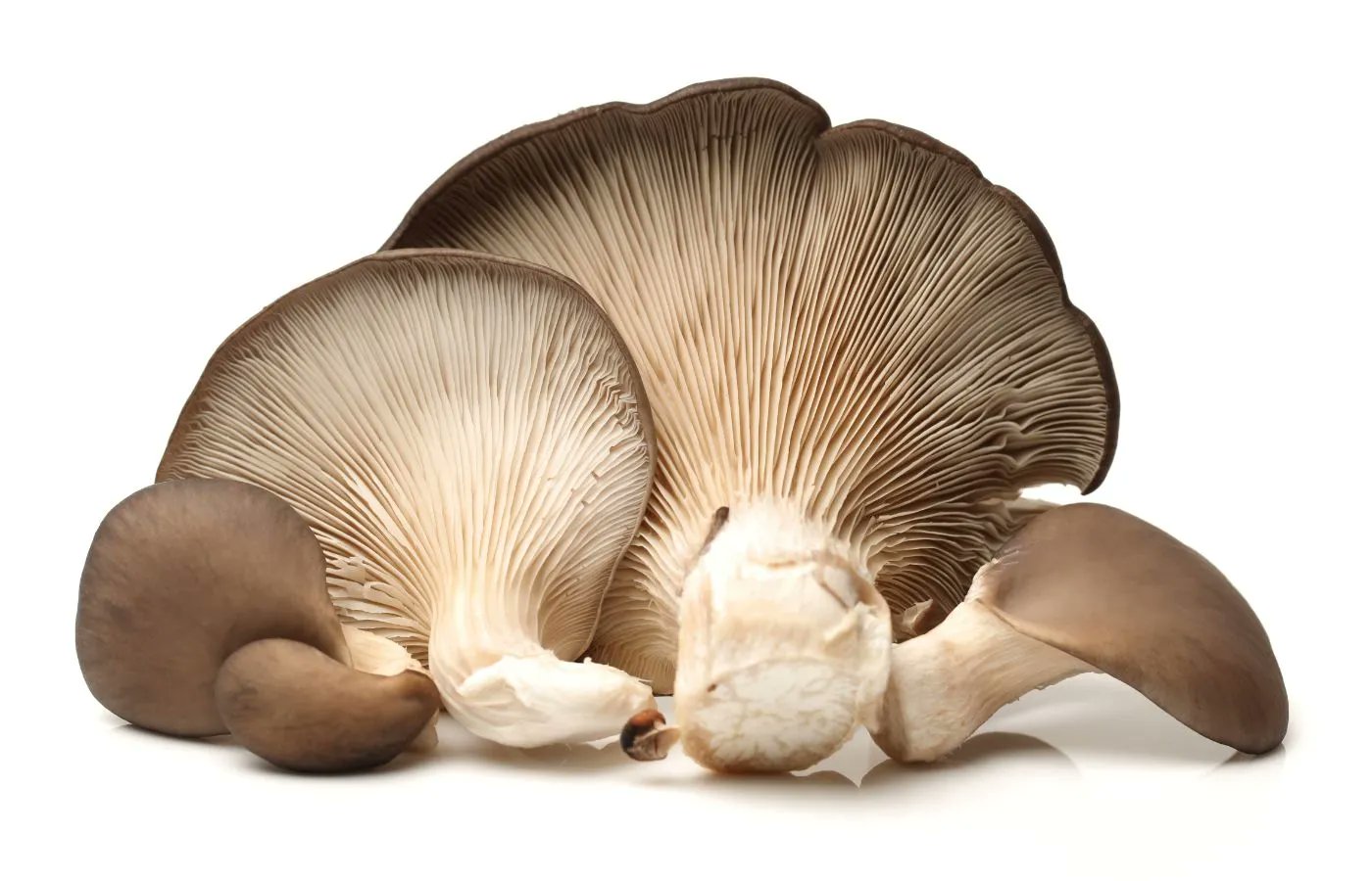 Pleurotus ostreatus