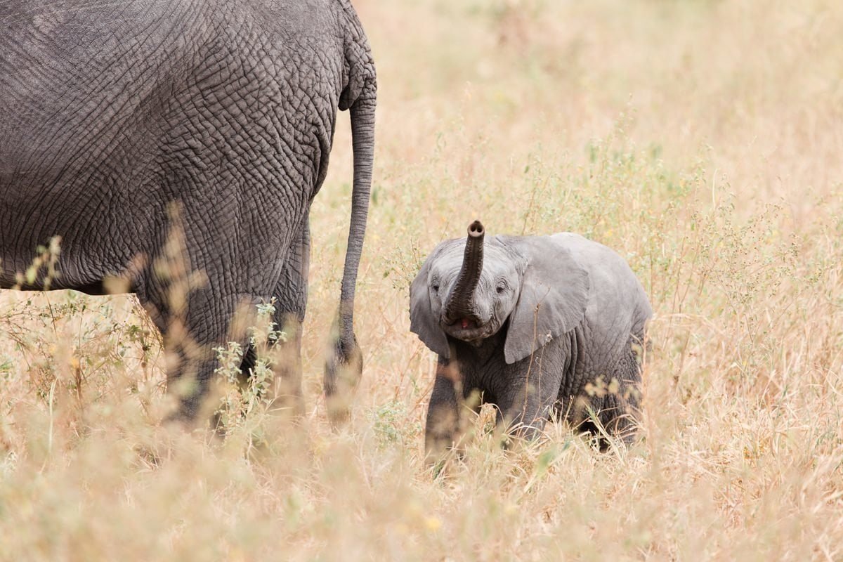 joicatours's tweet photo. Baby elephant in a cute adorable gesture

Capture the cutest little bundles of joy 😍 

#joicatours #wanderlust #luxurytravel #vacation #travelwithlove #seetheworld #traveling #bespoketravel #travelwithpurpose #goexplore #holiday #traveltheworld https://t.co/tTtoDYV4FO