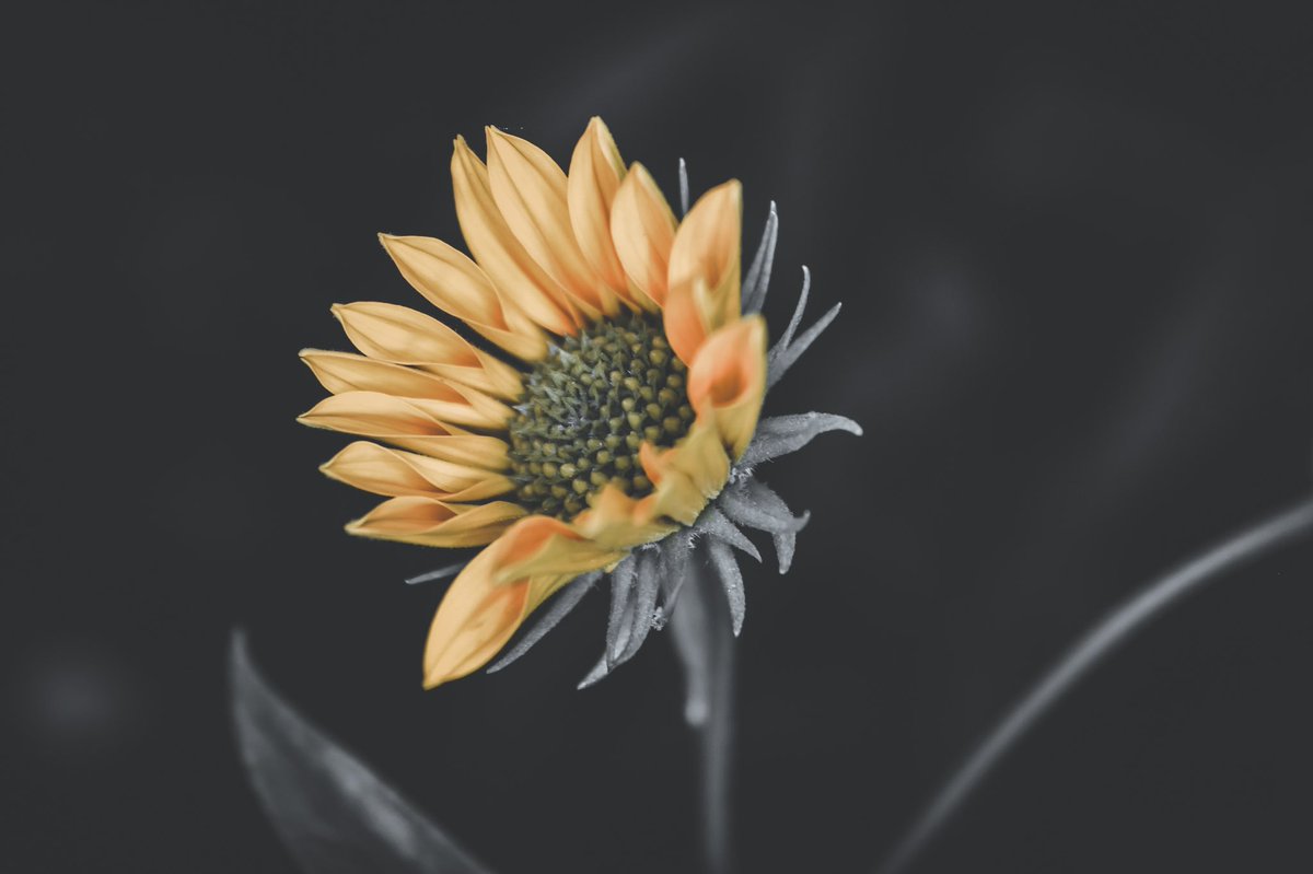 RasconWayne's tweet photo. Here’s a bright little #flower to help you start your week with some color #macro #macrophotography #NaturePhotography #nature #yellow #photo #photography https://t.co/IeML1JOldP