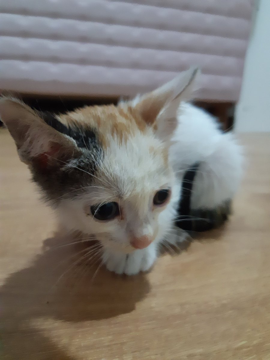 masum_gozler's tweet photo. 1,5 aylık dişi, iç parazit toksikasyonu yüzünden artık görmüyor. Yaş mama yiyor, tuvalet eğitimi yok. İç dış parazit yapıldı. Görme engelli bir kedi sahiplenmenin bilincinde birine takip ve kısırlaştırma şartıyla sahiplendirmek istiyoruz.
İstanbul / 05357704746
@Iuftmenschx https://t.co/WF35cl7i1p