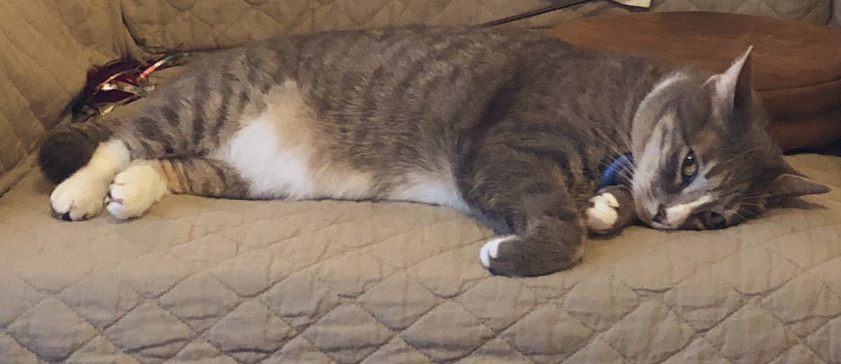 The Help forgot my birthday yesterday 😿! 

#catswithacademics #CatsOfTwitter #TheCatsWeTweet #birthdayboy