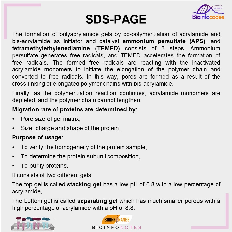 New #bioinfonotes about SDS-PAGE has been published !

#science #biology #SDSPAGE #protein #monomers #polymerchain #acrylamide #homogeneity #molecular #electrophoresis #technique #biologynotes