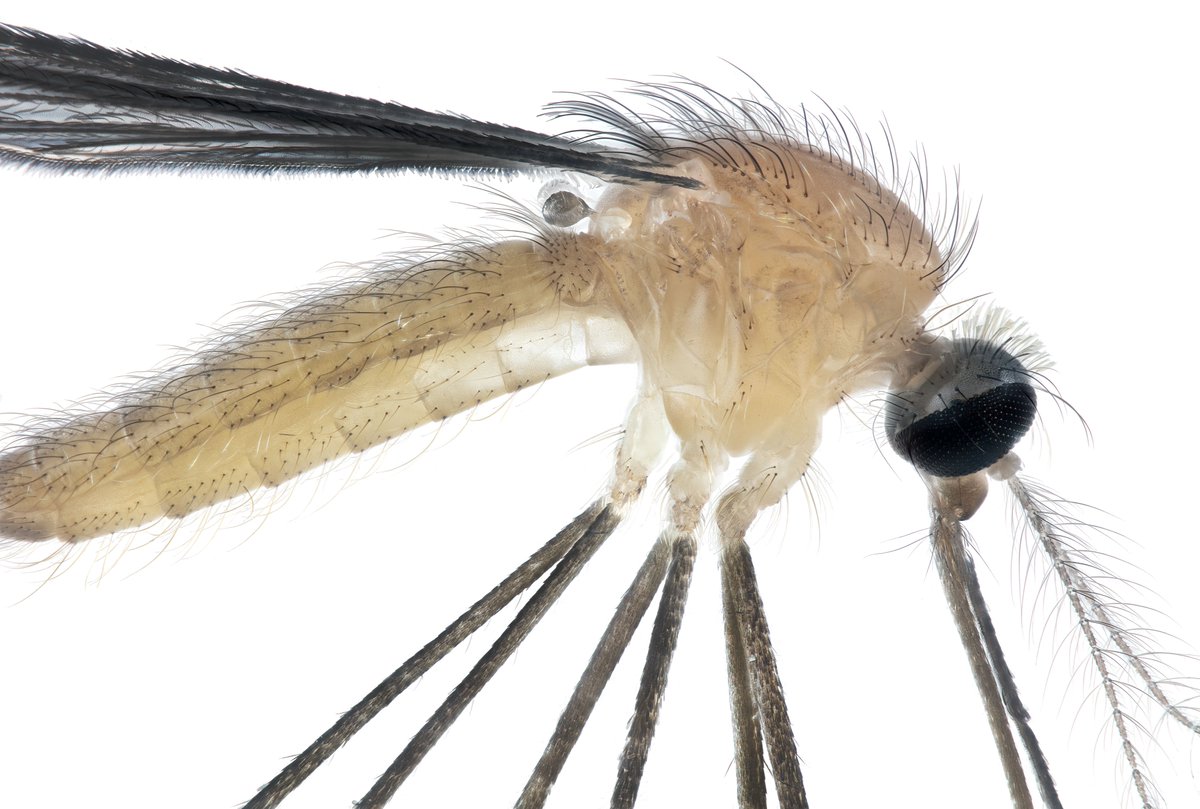 Anopheles judithae - a rare tree hole Anopheles from the Canelo Hills near the Huachuca Mountains, Arizona. Closely related to Anopheles barberi of the eastern US.