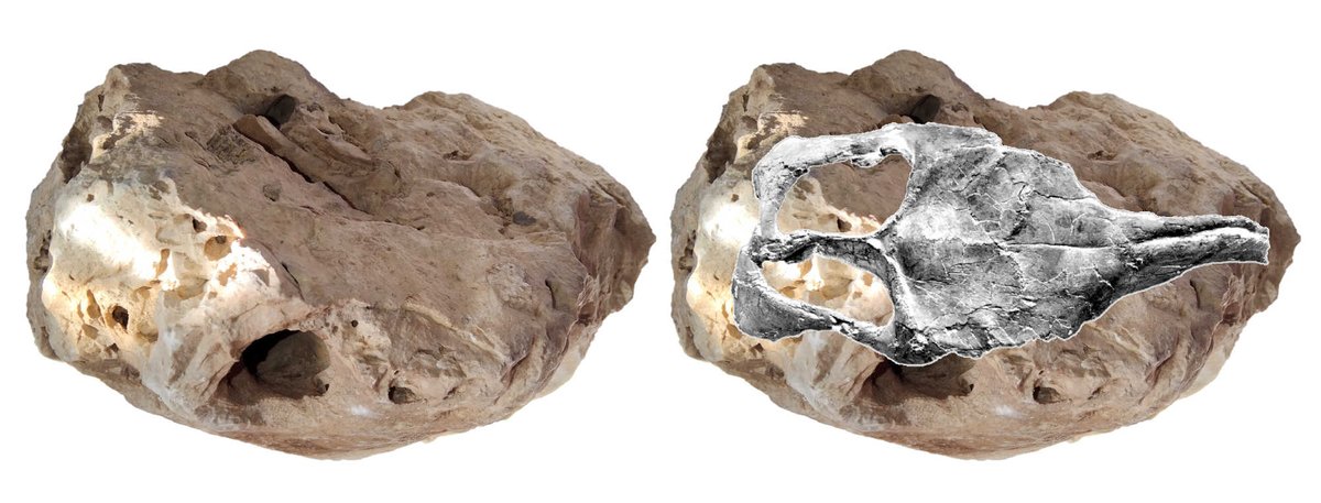 Superimpose comparison between GCE2207163531A with TMP 1991.081.0001 restoration skull (Gryposaurus sp.). Non-crested Hadrosaur head morphology is sometimes confused with variation of skull and species.
petrifiedembryology.wordpress.com/petrified-embr…