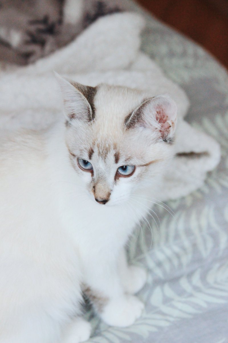 Москва и МО, кому ✨ангельски✨ красивого котенка? Несмотря на модельную внешность, Саджи была спасена с улицы. Она очень ласковая и озорная, сфотографировать ее было сложно - почти все время она находится в движении. Здорова, обработана, знает лоток и когтеточку.