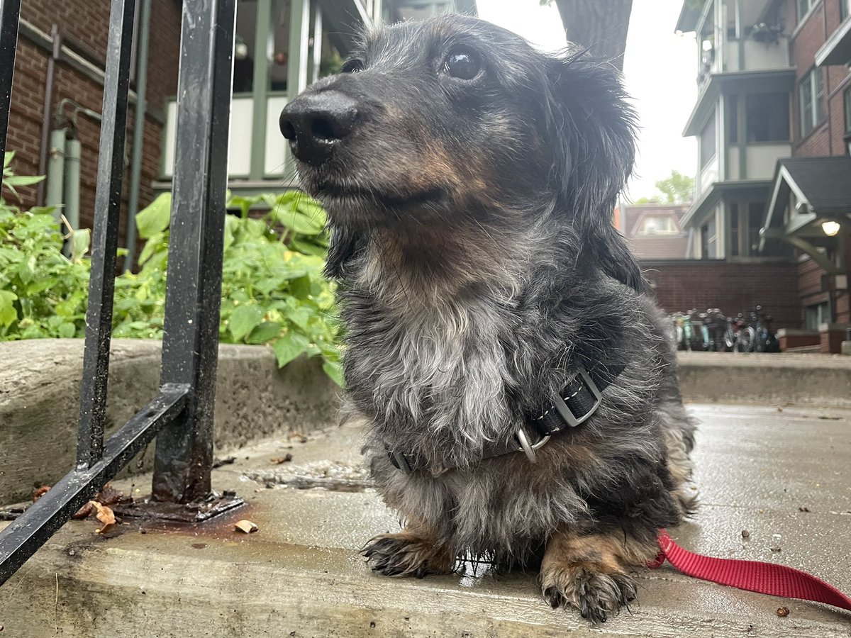 SophyRomvari's tweet photo. Just walked hector by an elementary school and a whole group of kids started chanting “wiener dog! wiener dog!” — great way to start the week https://t.co/xLqatih1yT