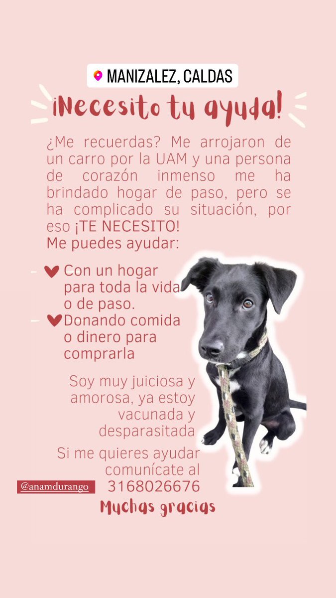 AnaMDurango's tweet photo. Amigos de twitter. De nuevo acudo a ustedes por ayuda ya que Cindy, la perrita que abandonaron por la UAM, necesita un hogar urgente. También estamos recogiendo aportes para comprar su comida mientras encontramos una familia q la adopte.
Info:dm o 3168026676
Por favor difundir🧡 https://t.co/ILPl3zG4rf