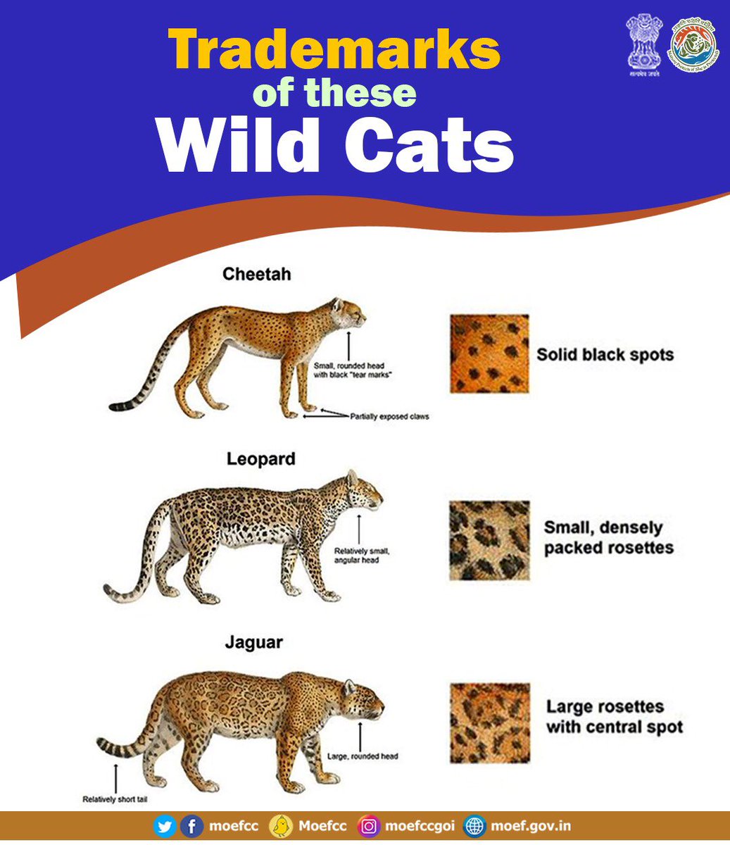 moefcc's tweet photo. Trademarks of these #WildCats  #CheetahIsBack https://t.co/S9jFpvg9iN