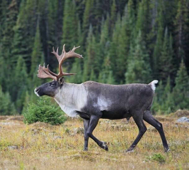 awacc's tweet photo. Time for a crucial land-use plan for #alberta Upper Smoky #caribou recovery, as year-end deadline approaches #abpoli https://t.co/UuDWribO5i Photo courtesy @JohnEMarriott https://t.co/QQdkKigTHJ