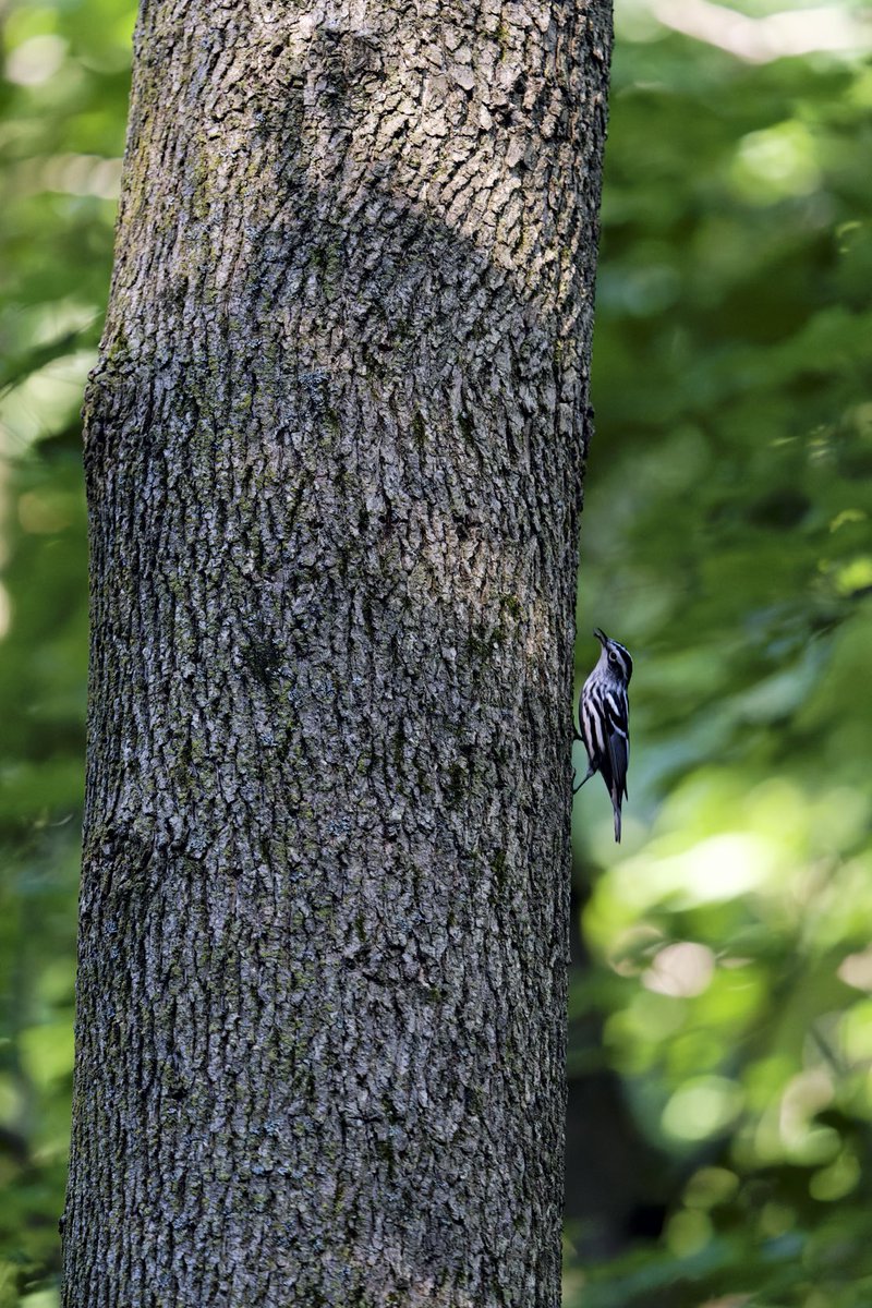 RobC515's tweet photo. Black &amp; White Warbler, American Redstart, and Common Yellowthroat on a beautiful Saturday (10SEP22) in the North Woods. ⁦@BirdCentralPark⁩ ⁦@CentralParkNYC⁩ #birdcpp #birdwatching https://t.co/xoZubu1XAF