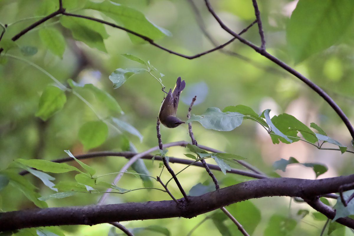 RobC515's tweet photo. Black &amp; White Warbler, American Redstart, and Common Yellowthroat on a beautiful Saturday (10SEP22) in the North Woods. ⁦@BirdCentralPark⁩ ⁦@CentralParkNYC⁩ #birdcpp #birdwatching https://t.co/xoZubu1XAF