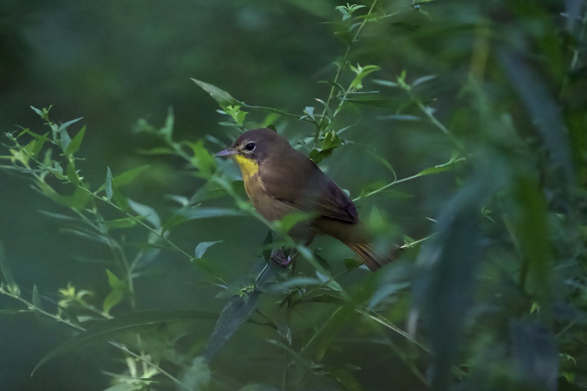 RobC515's tweet photo. Black &amp; White Warbler, American Redstart, and Common Yellowthroat on a beautiful Saturday (10SEP22) in the North Woods. ⁦@BirdCentralPark⁩ ⁦@CentralParkNYC⁩ #birdcpp #birdwatching https://t.co/xoZubu1XAF