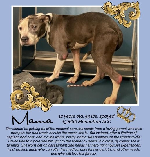 Julie🌻🐾 (@myboxerluvmac1) on Twitter photo 💔Mama💔
#NYCACC #152680
▪️To Be Killed: 9/13💉
▪If you are interested in #Fostering:
▪️Pls DM <a href="/PamBabcockTruth/">pam babcock</a> +
<a href="/SuzanneSugar/">Suzanne</a>
+
▪pls email:
nycdogslivesmatter@gmail.com
+
▪Fcbk Notes:
m.facebook.com/NYCDogsLivesma…
▪Solo Pet
▪Live in N.East
▪No kids under 13
Tysvm
💗Mama 💔Mama💔
#NYCACC #152680
▪️To Be Killed: 9/13💉
▪If you are interested in #Fostering:
▪️Pls DM <a href="/PamBabcockTruth/">pam babcock</a> +
<a href="/SuzanneSugar/">Suzanne</a>
+
▪pls email:
nycdogslivesmatter@gmail.com
+
▪Fcbk Notes:
m.facebook.com/NYCDogsLivesma…
▪Solo Pet
▪Live in N.East
▪No kids under 13
Tysvm
💗Mama