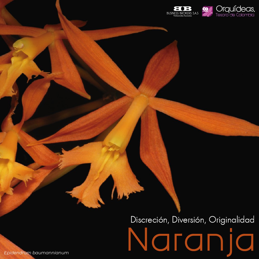 OrquideasTc's tweet photo. Entusiasmo, dinamismo y amistad, son de las cualidades del color naranja. Y para ti, ¿qué representa la orquídea naranja?
🥹🤓🧡
#Lunes #Colores #orquideaslindas #naranja #cualidades #flowers #orchidseed #colorschallenge #orange #photooftheday #mondaymood https://t.co/W8JATPEvrZ