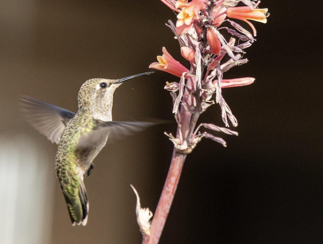 marnicpatterson's tweet photo. Happy Monday from the #hummingbirds in our front yard.
#hummingbird #hummingbirdyucca #hummingbirdflowers #redyuccaflower #hummingbirdlover
#travelwritersuniversity #IFWTWA #trip101com #travelphotographer #travelphotography #phototravel #phototraveler #mondaymorning #mondaymood https://t.co/OHKkXhO3nq