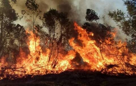 BoliviaLive's tweet photo. 'Nos están incendiando Santa Cruz y las autoridades nacionales no se pronuncian' dice la Gobernación https://t.co/PTsiq3AkuN https://t.co/y0qGBCEmmL
