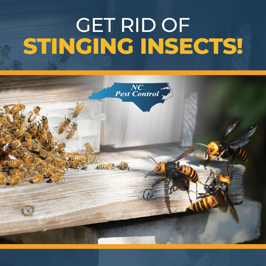 Are wasps, bees, or yellow jackets taking over your backyard? Get rid of them with our professional help! ow.ly/PSkJ50KF8gx