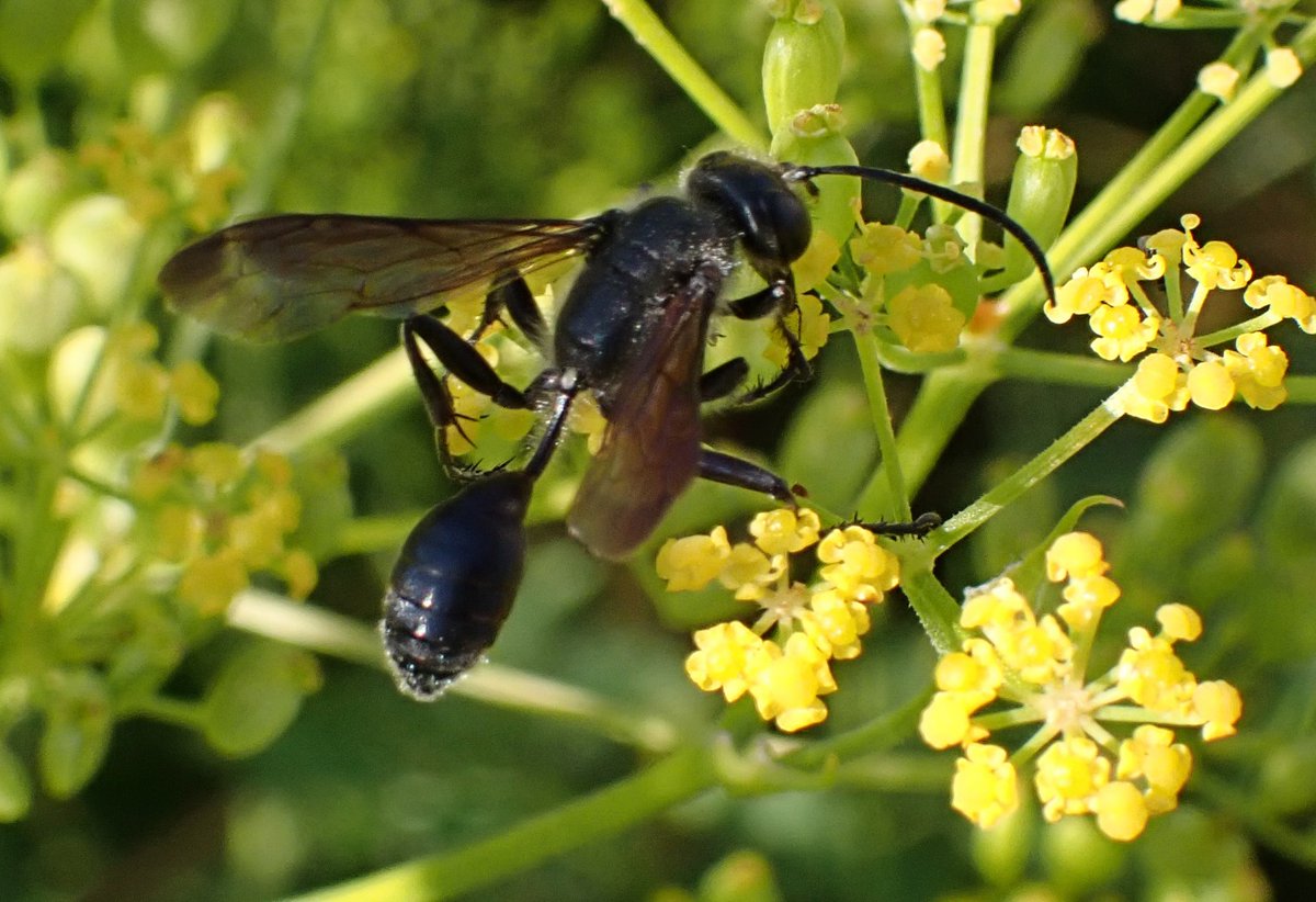 Klimaatnatuurlijk IJsselstein tweet media