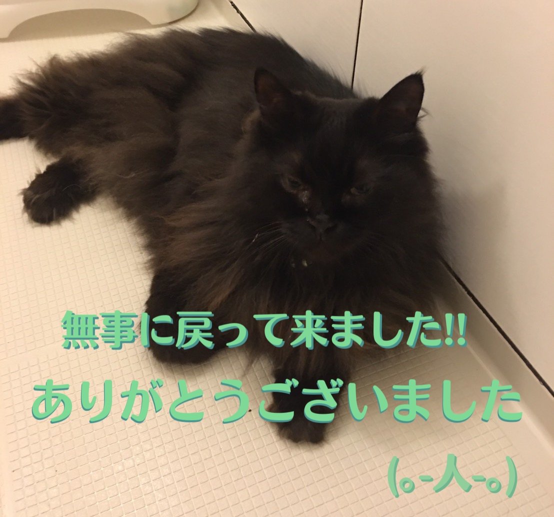 man616161's tweet photo. 20220912_無事に帰宅!!

昨日、行方不明になったマクロが無事に戻って来ました(TwT)

身体中に塵をいっぱい付けて…

大変、御心配をお掛けしました。

#無事帰宅 #飼い猫 #家猫 #マクロ #御心配をお掛けしました #ありがとうございました https://t.co/4oLEixupB5