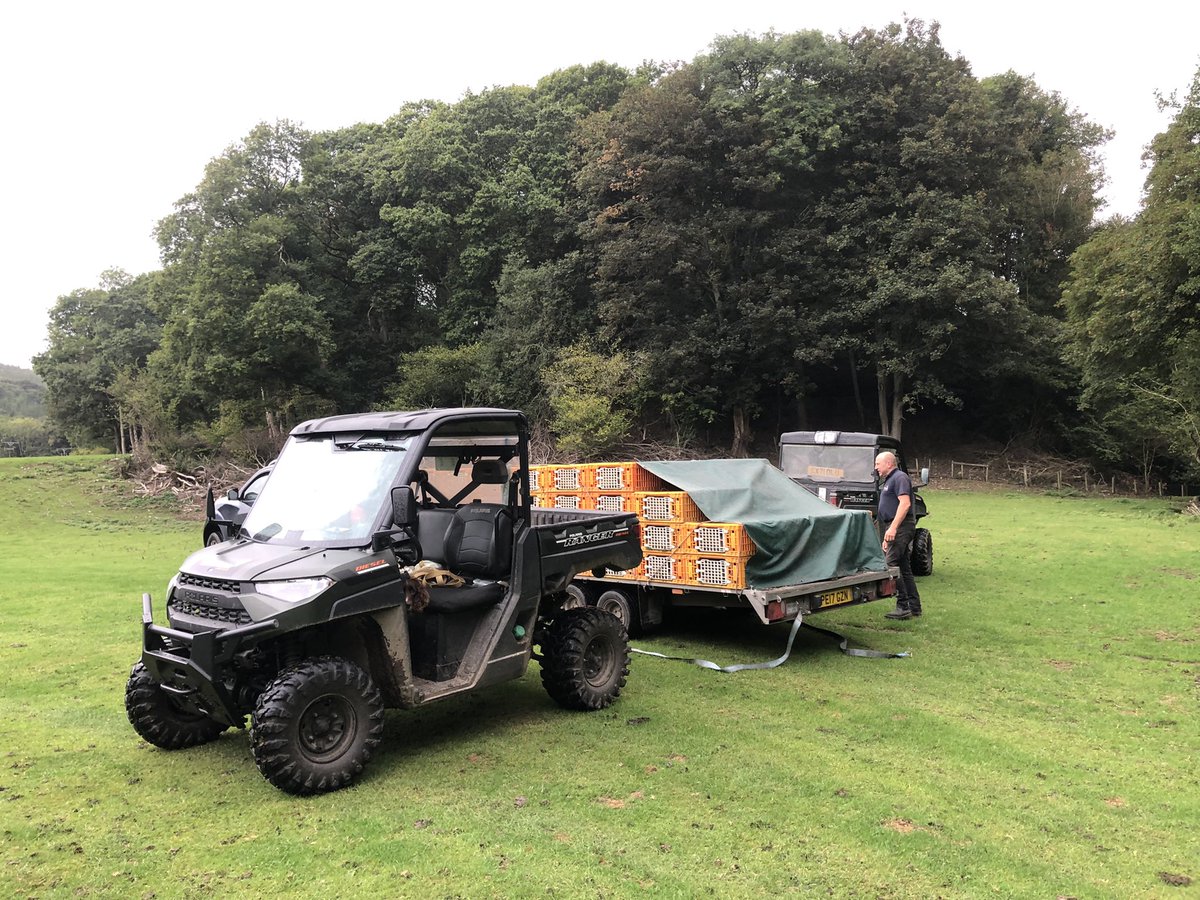 grj243's tweet photo. Last lot finally in! A month later than usual. See you in the game larder! #pheasants #highbirds #NorthWales https://t.co/byZmZMBbJ7