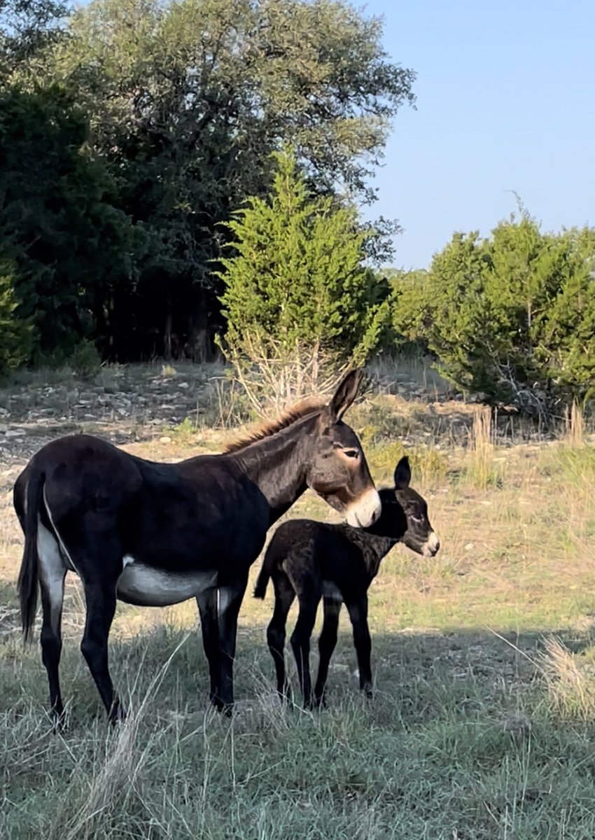 lisamariernc's tweet photo. Donkey Love https://t.co/iVghzxkPQ4