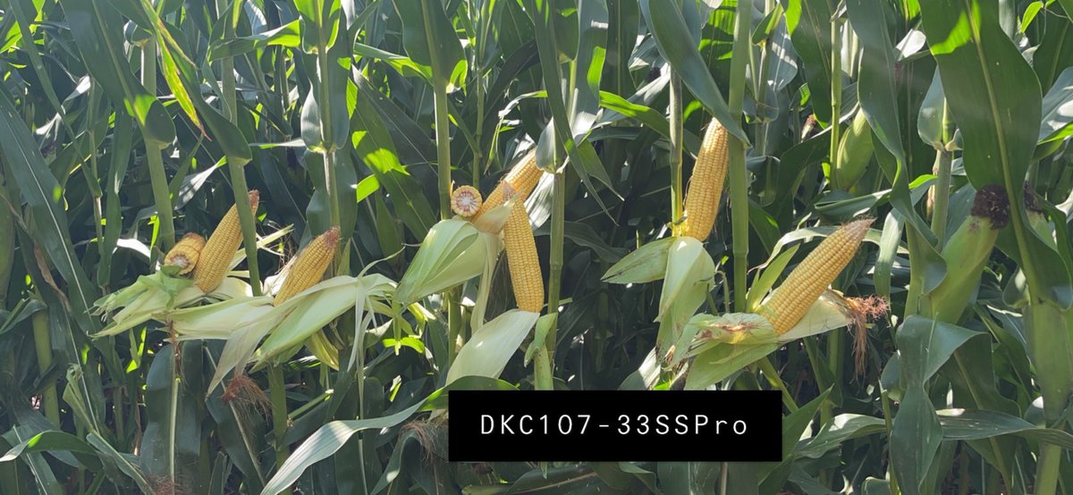 PostovitBruce's tweet photo. #Bayer4CO. Beautiful 107-33 SSPro!  Amazing rootworm technology. https://t.co/s8ZLLoEnUR