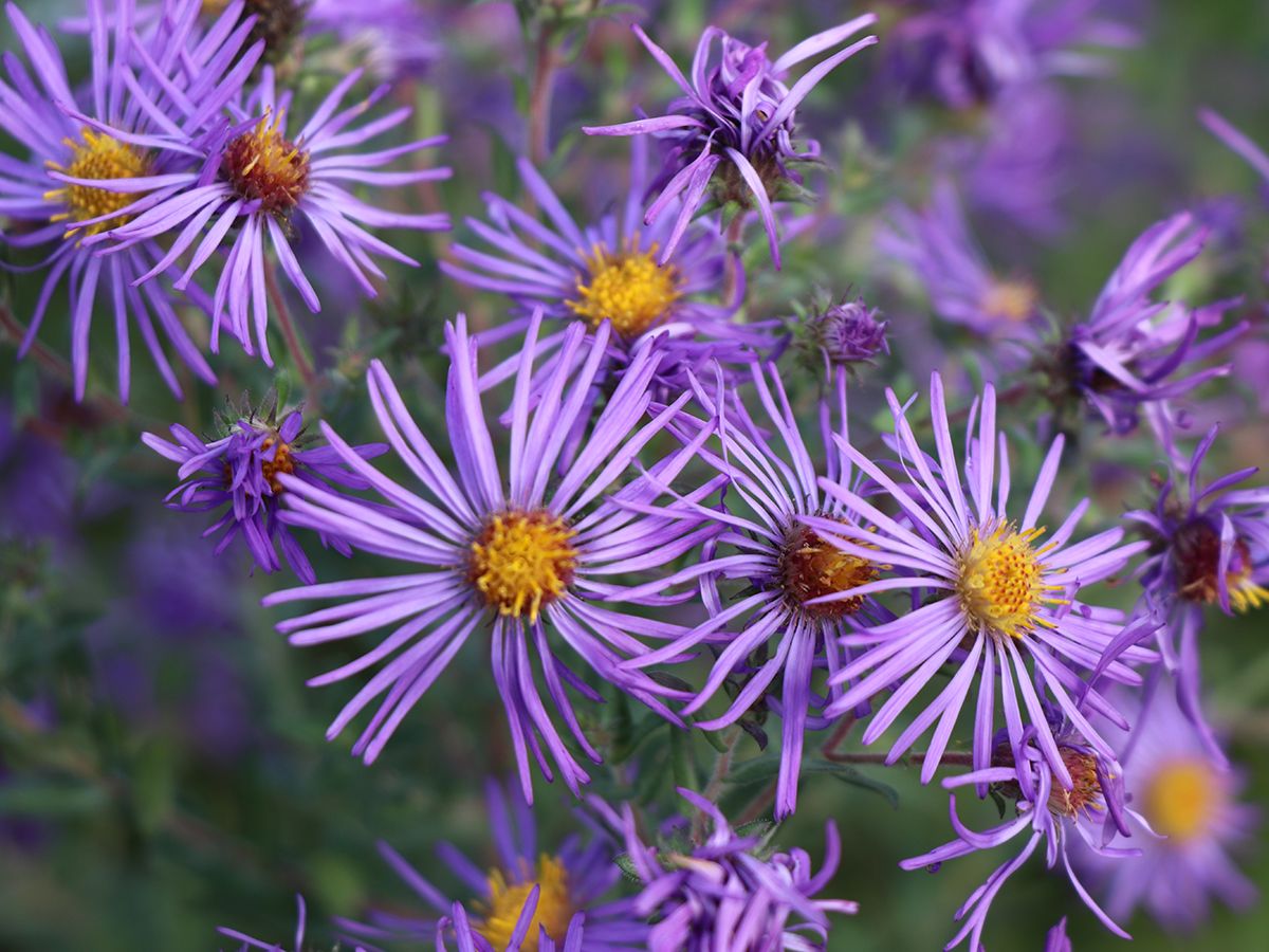“A flower does not think of competing with the flower next to it. It just blooms.” 

~ Zen Shin 

#HappyMonday #MondayMotivation