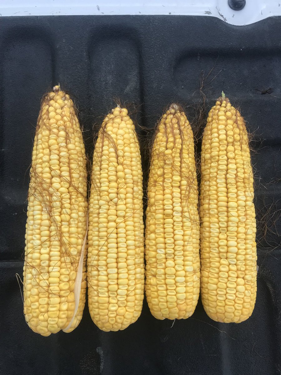 PostovitBruce's tweet photo. #Bayer4CO. Amazing Dekalb 61-40 south of Yuma Colorado! https://t.co/RWnDqlJib3