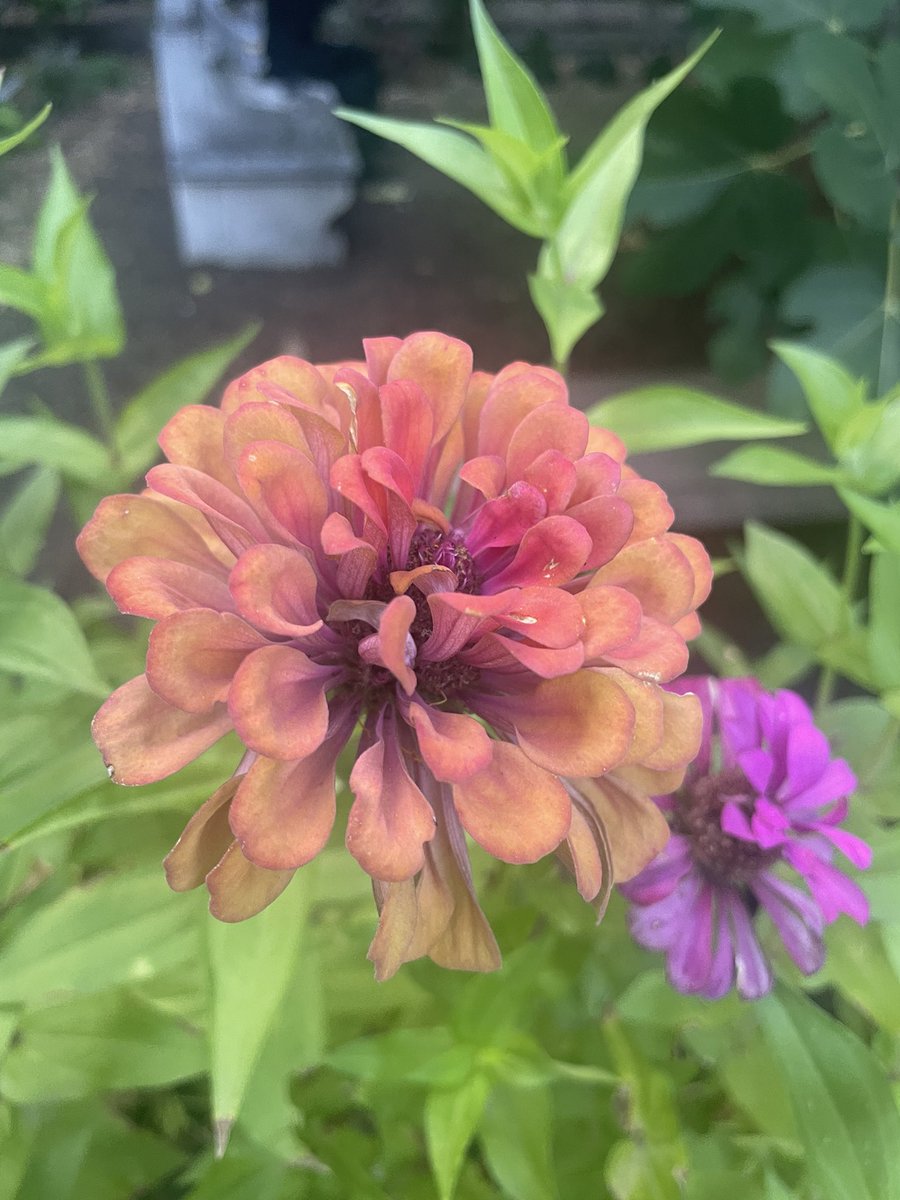 T👼🏽 tweet media