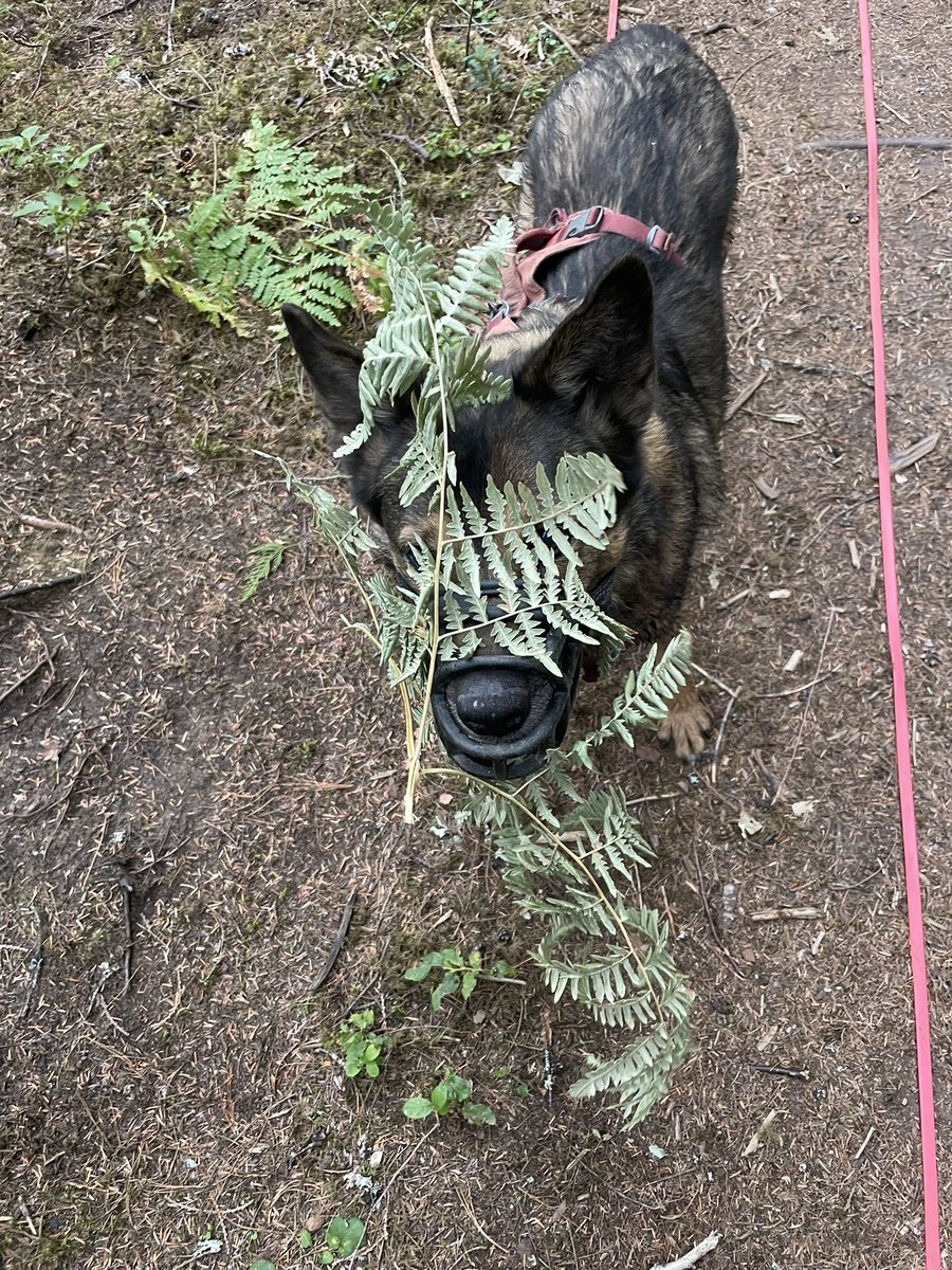 StokedDogs tweet picture