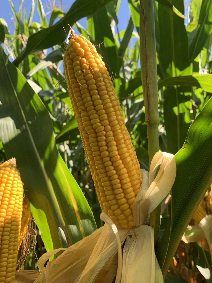 ChannelSeedILL's tweet photo. 💥New Product Update💥 218-55TRERIB is looking great out in the plots this year. With a leafy canopy and a great looking ear, this is a new product that gets us excited for our new lineup! #PlacedtoPerform #Bayer4IL https://t.co/9qEMocAozh