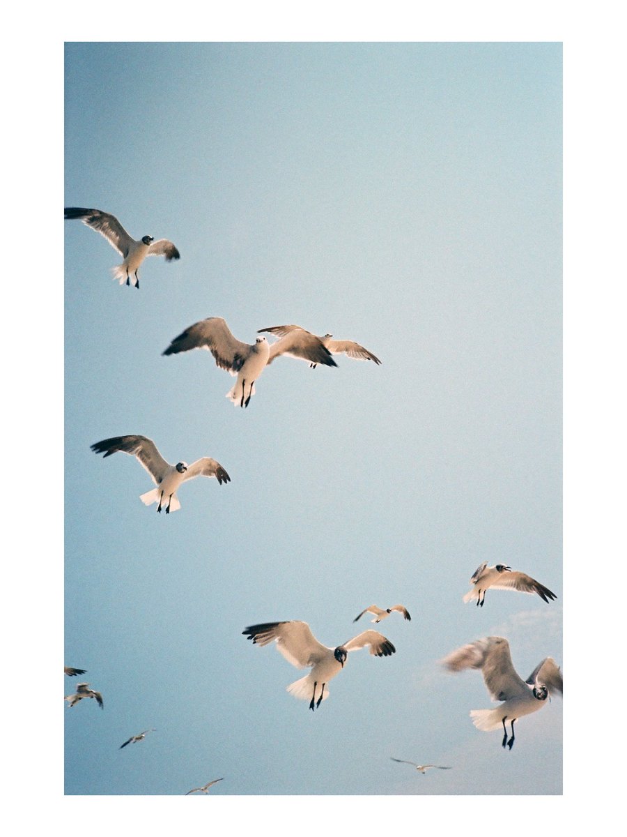 Days are gloomy, so posting up some summer sun. #streetphotography #thedecisivemoment #candidphotography #nikononetouch #ultramax400 #kodakultramax #oceancitymaryland #birds