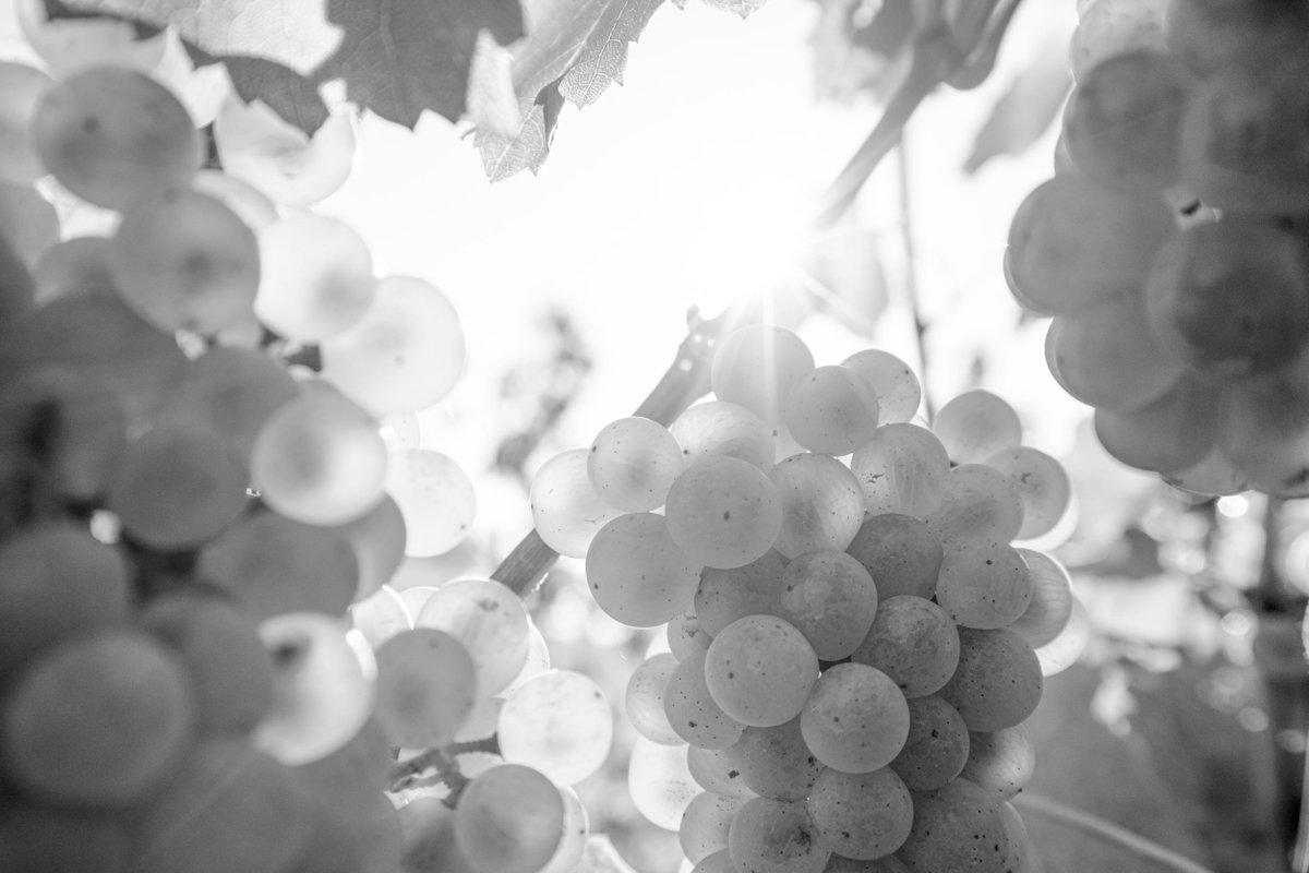The first grapes just landed at the crush pad! The spring was unseasonably cool, followed by a warm summer. A slow start to the season, the fruit quality ripening is phenomenal. Low yields translates to intensity and concentration in the cellar.

Cheers!
Phil McGahan, Winemaker