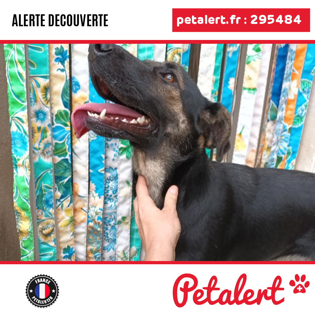 petalert_france's tweet photo. Trouvé #Chien #Herault #ViolsLeFort #Petalert #PetAlert34 / https://t.co/dZNHiQJ4WE https://t.co/fyRGBGawD8