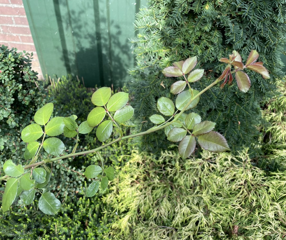 Innogreen2007's tweet photo. Eindspurt bij de klimroos is ingezet. Ga ik een bloei nog halen…
In ieder geval vers jong blad!
#Innogreen #roos https://t.co/X4Wj9AOXuT