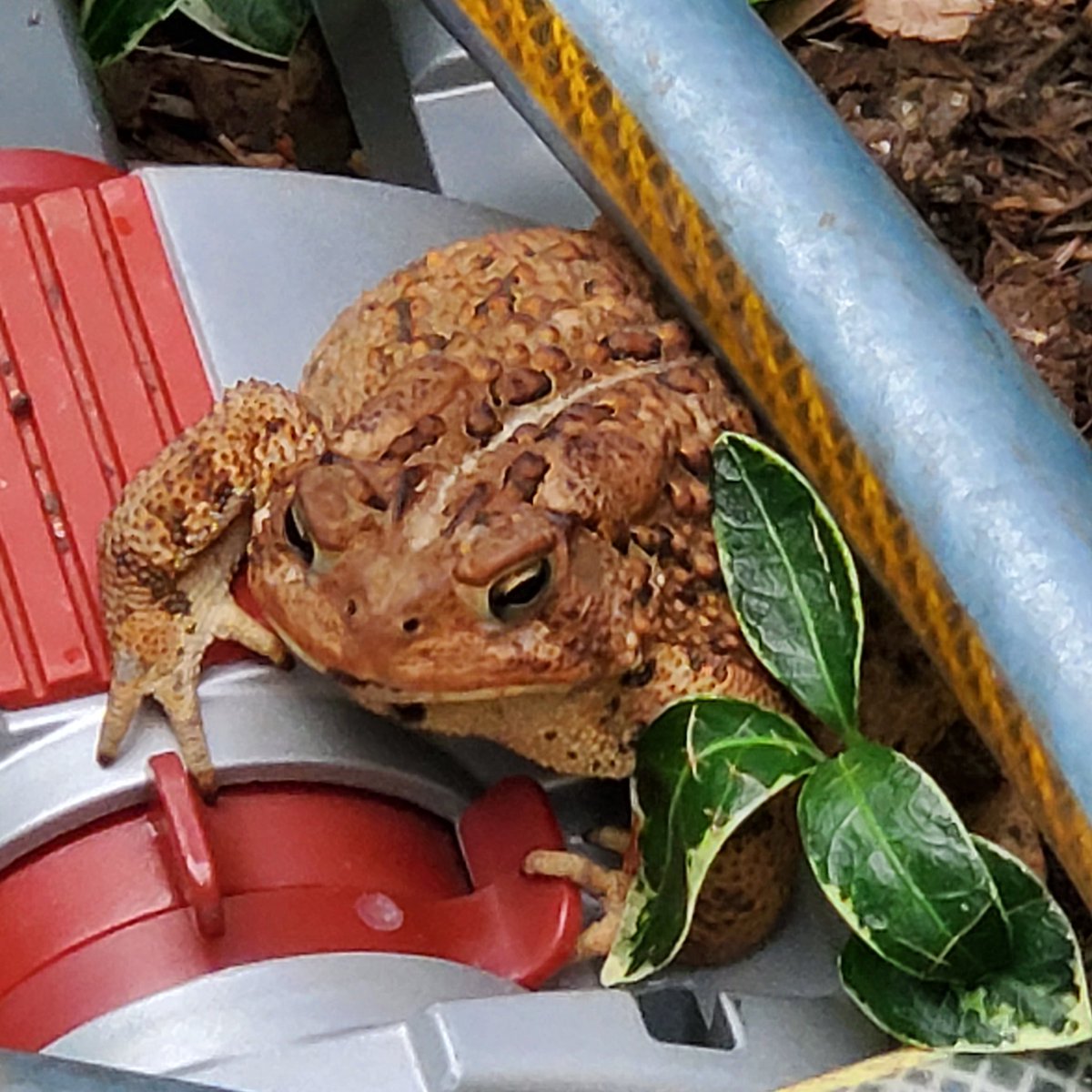 wikiwackywoo's tweet photo. Hello, big guy. Morning in the garden. https://t.co/8Z3ZVlQiQD