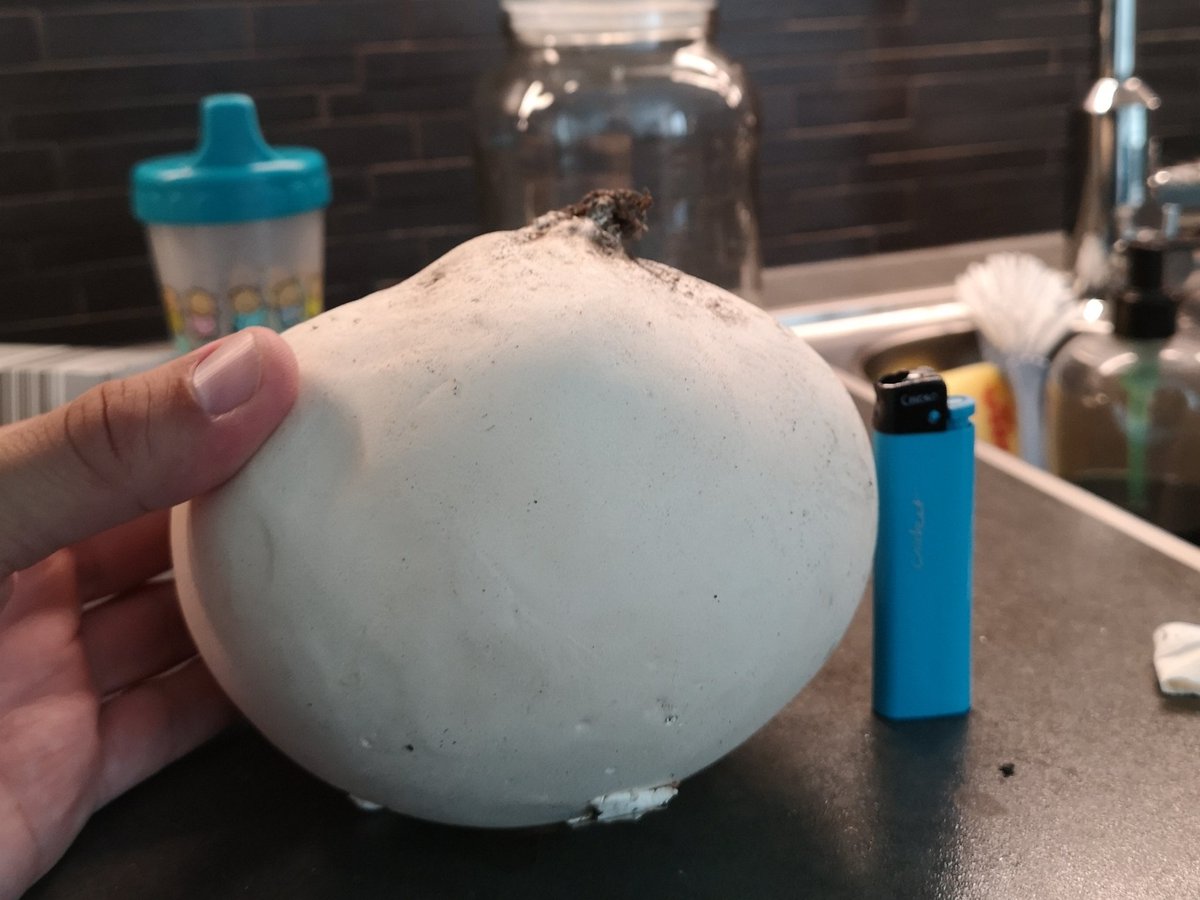 Generalen tweet media