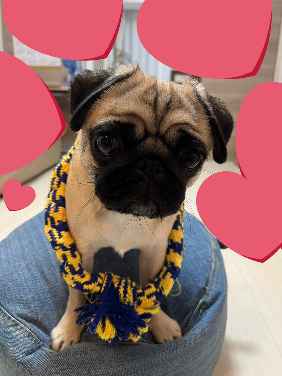 パグのグーちゃん (@Pug_Gu) / Posts / X